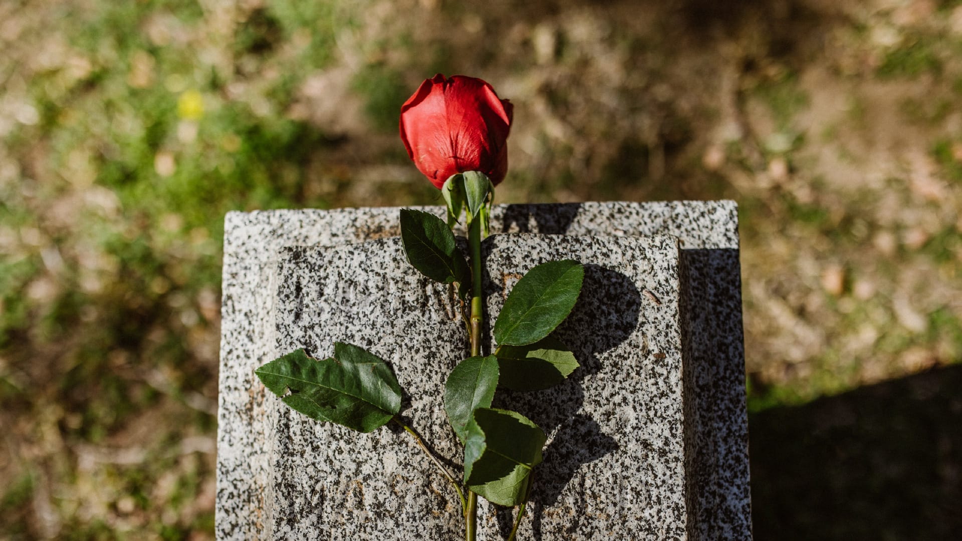 A single red rose laying on top of a grave stone