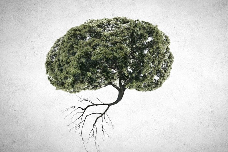 Conceptual Image Of Green Tree Shaped Like Brain